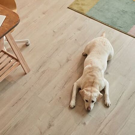 Hund liegt auf einem Holzboden
